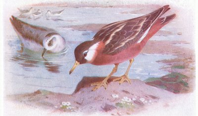 Grey Phalarope（夏季和秋季），来自不列颠群岛的鸟类和他们的鸡蛋，由Frederick Warne＆Co Ltd出版，1958年 作者 阿奇博尔德·索伯恩