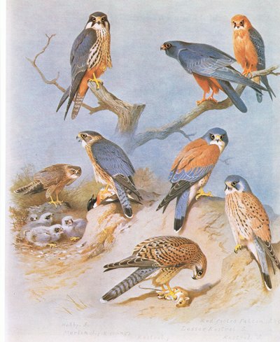 爱好，Merlin，Red Footed Falcon，Lesser Kestrel和Kestrel，酒吧。作者：Book Club Associates，1972 作者 阿奇博尔德·索伯恩