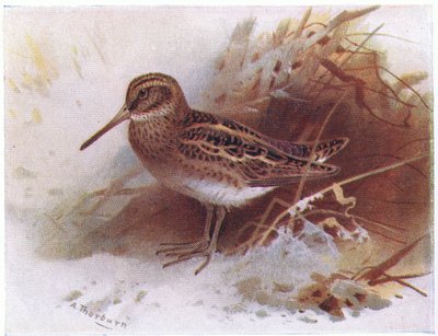 Jack Snipe，来自不列颠群岛的鸟类和他们的鸡蛋，由Frederick Warne＆Co Ltd出版，1958年 作者 阿奇博尔德·索伯恩