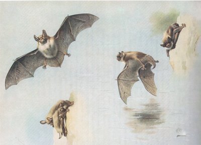 来自Longmans and Co出版的Thorburns Mammals的Natterers Bat和Daubentons Bat，c。 1920 作者 阿奇博尔德·索伯恩