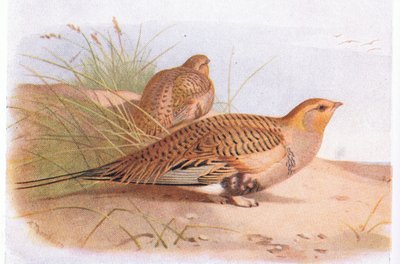 Pallass Sand Grouse，来自不列颠群岛鸟类及其鸡蛋，由Frederick Warne＆Co Ltd出版，1958年 作者 阿奇博尔德·索伯恩