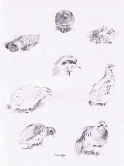 鹧，1938年 作者 阿奇博尔德·索伯恩