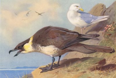 Pomatorhine Skua、冰岛鸥（彩色石版画） 作者 阿奇博尔德·索伯恩