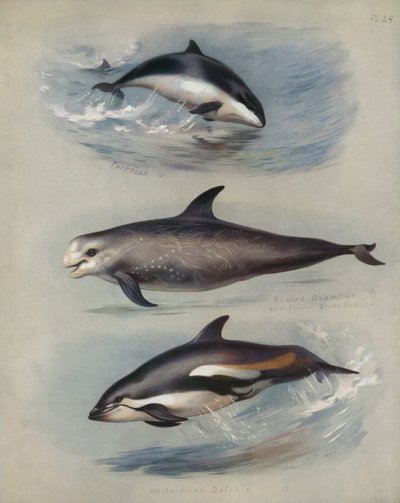 海豚，Rissos Grampus，白色海豚 作者 阿奇博尔德·索伯恩