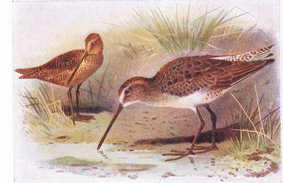 Red Breasted Snipe，来自不列颠群岛的鸟类和他们的鸡蛋，由Frederick Warne＆Co Ltd出版，1958年 作者 阿奇博尔德·索伯恩