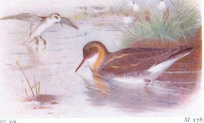 Red Necked Phalarope（夏季和秋季），来自不列颠群岛的鸟类和他们的鸡蛋，由Frederick Warne＆Co Ltd出版，1958年 作者 阿奇博尔德·索伯恩