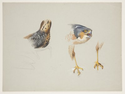 燕鸥的臀部和雀鹰的头和腿，约1915年（纸上水彩和铅笔体彩）。 作者 阿奇博尔德·索伯恩