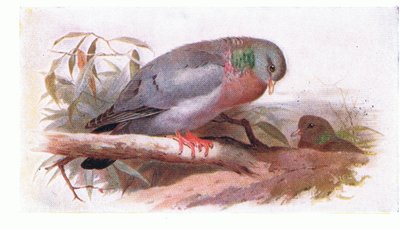 Stock Dove，来自不列颠群岛的鸟类和他们的鸡蛋，由Frederick Warne＆Co Ltd出版，1958年 作者 阿奇博尔德·索伯恩