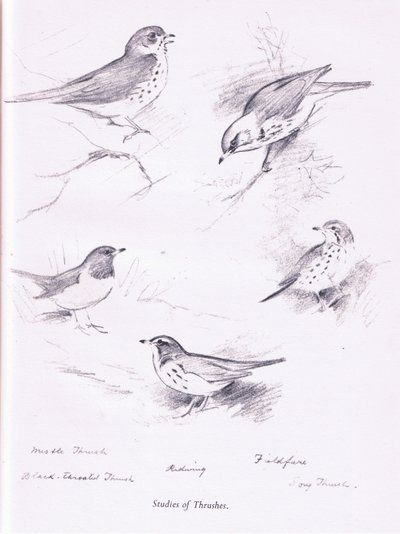 研究Thrushes，1938年 作者 阿奇博尔德·索伯恩