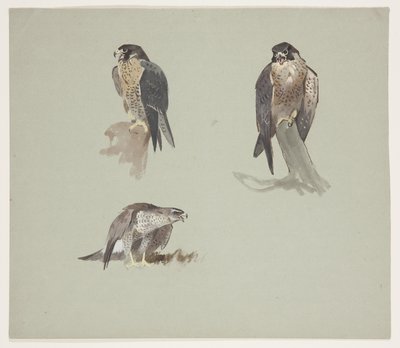 Three colour sketches of male peregrine, c.1915 (watercolor & bodycolour over pencil on paper) 作者 阿奇博尔德·索伯恩