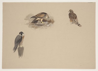 游隼和其他 2 只猛禽的三个小插图，约 1915 年（纸上铅笔水彩和体色） 作者 阿奇博尔德·索伯恩