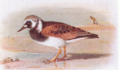 Turnstone，来自不列颠群岛鸟类和他们的鸡蛋，由Frederick Warne＆Co Ltd出版，1958年 作者 Archibald Thorburn