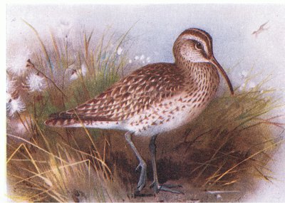 Whimbrel，来自不列颠群岛的鸟类和他们的鸡蛋，由Frederick Warne＆Co Ltd出版，1958年 作者 阿奇博尔德·索伯恩
