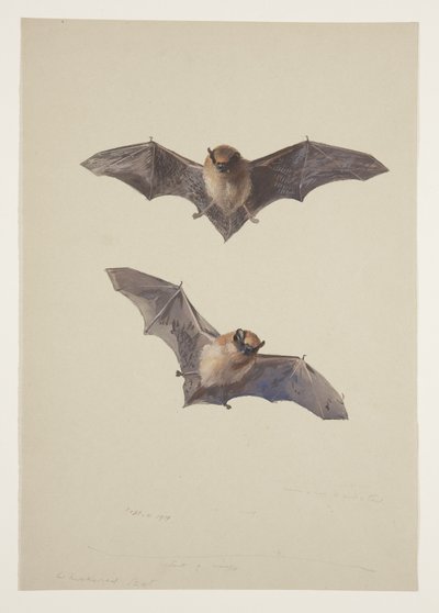 Whiskered bat，c.1915（纸上铅笔水彩和体色） 作者 阿奇博尔德·索伯恩
