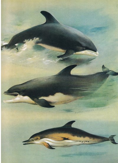 白色海豚，瓶鼻海豚和普通海豚，来自Thormans的哺乳动物，由Longmans and Co出版，1920年 作者 阿奇博尔德·索伯恩