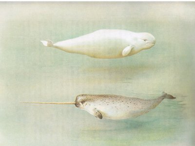 来自Longmans and Co出版的Thorburns哺乳动物的白鲸和独角鲸，c。 1920 作者 阿奇博尔德·索伯恩
