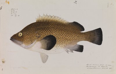 东部维拉，Acanthistius ocellatus 作者 亚瑟·巴塞洛缪（Arthur Bartholomew）