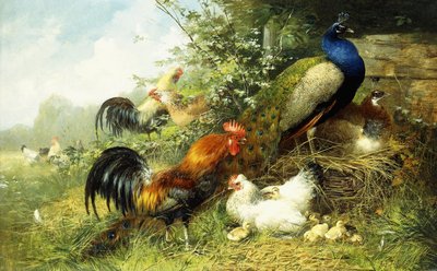 家禽和孔雀，1899年 作者 Arthur Fitzwilliam Tait