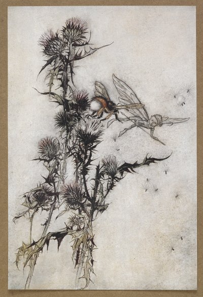 杀了我一只在蓟顶上的红臀卑蜂”。 《仲夏夜之梦》中的场景。 作者 Arthur Rackham