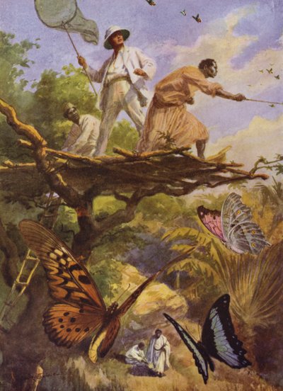 美丽的蝴蝶。在马达加斯加捕捉Urania Rhiphoeus（彩色平印）。 作者 亚瑟·特威德