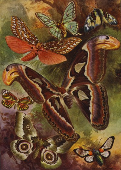 美丽的蝴蝶：伟大的阿特拉斯和各种飞蛾（彩色石版画） 作者 亚瑟·特威德