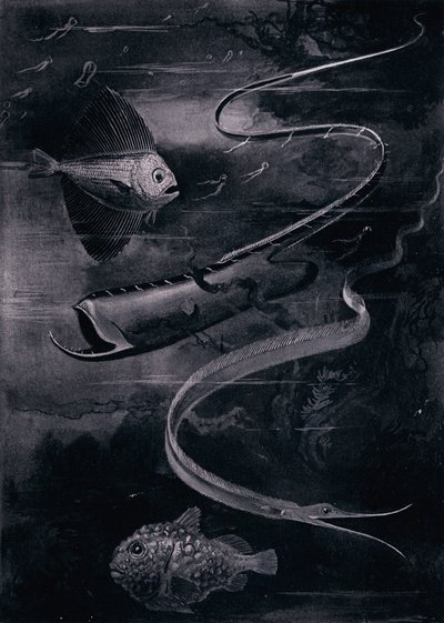 深海鱼（石版 作者 亚瑟·特威德