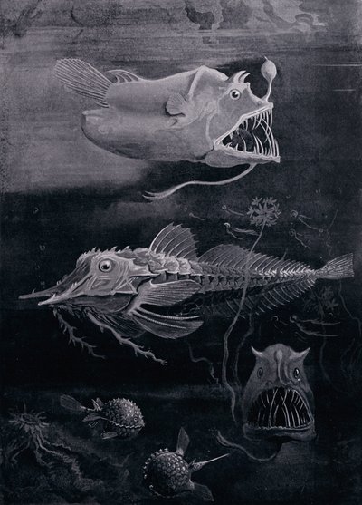 深海鱼 作者 亚瑟·特威德