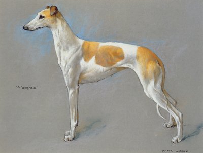 白色和小鹿冠军灰狗母犬“酒吧女招待”（纸上粉彩） 作者 亚瑟·沃德尔