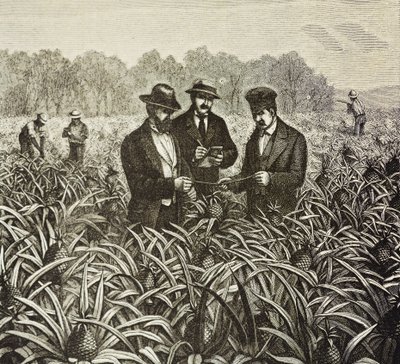 英格兰（19 世纪）。殖民化（1880 年）。巴哈马菠萝种植。英国在新普罗维登斯岛的殖民地。菠萝是拿骚港最重要的出口产品之一。雕刻。私人收藏 作者 艺术家未知