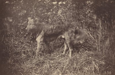 一条狗的研究，1870年代末。 作者 奥古斯特·吉罗东