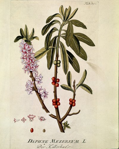 植物学："Bois-joli"（Bois joli）（或 Bois-gentil，Bois gentile）（Daphne mezereum）取自约瑟夫-雅各布-普朗克（Joseph Jacobi Plenck，1735-1807 年）的《Medicinalium secundum Linnaei digestarum》，1788-1803 年 私人收藏 作者 奥地利学派