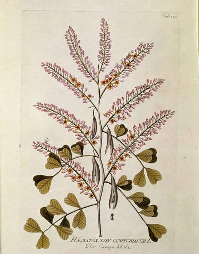 植物学："Campeche"（Haematoxylon campechianum）Plank绘制自Joseph Jacobi Plenck（1735-1807）的《Medicinalium secundum Linnaei digestarum》1788-1803私人收藏 作者 奥地利学派