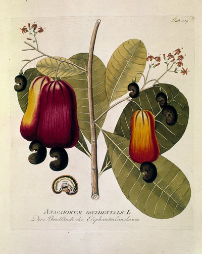 植物学："腰果"（西洋胡桃） 插图取自约瑟夫-雅各比-普伦克（1735-1807 年）的《Medicinalium secundum Linnaei digestarum》 1788-1803 年 私人收藏 作者 奥地利学派