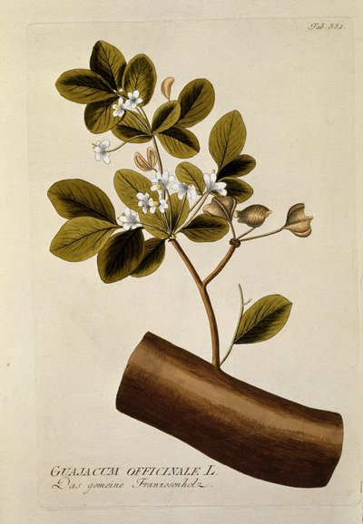 植物学："Guajacun officinale "板块绘制自Joseph Jacobi Plenck（1735-1807）的 "Medicinalium secundum Linnaei digestarum"，1788-1803 私人收藏 作者 奥地利学派