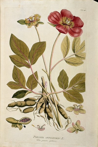 植物学："Poeonia officinalale"（Poeonia officinalis）板块取自Joseph Jacobi Plenck（1735-1807）的《Medicinalium secundum Linnaei digestarum》，1788-1803 私人收藏 作者 奥地利学派
