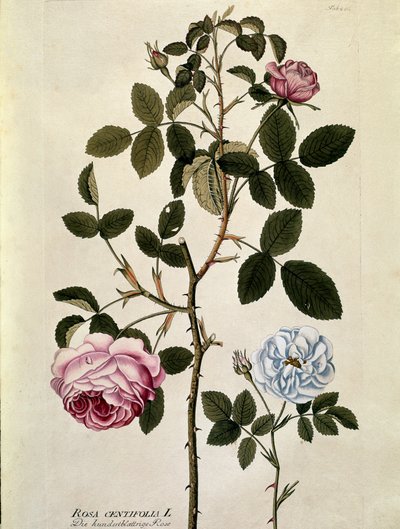 植物学。百叶玫瑰(Rosa centifolia) 图版绘制自Joseph Jacobi Plenck(1735-1807)的《Medicinalium secundum Linnaei digestarum》 1788-1803 私人收藏 作者 奥地利学派