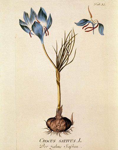 植物学："藏红花"（Crocus sativum） 插图取自约瑟夫-雅各布-普伦克（1735-1807 年）的《林奈药典》 1788-1803 年 私人收藏 作者 奥地利学派