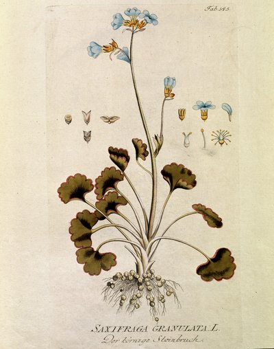 植物学："虎耳草颗粒"（Saxifraga granulata） 插图取自约瑟夫-雅各布-普伦茨克（1735-1807 年）的《林奈消化药》（Medicinalium secundum Linnaei digestarum） 1788-1803 年 私人收藏 作者 奥地利学派