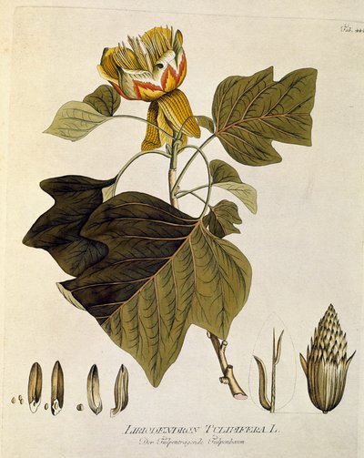 植物学："弗吉尼亚的郁金香"（Liriodendron tulipifera），取材自约瑟夫-雅各布-普伦克（1735-1807 年）的《Medicinalium secundum Linnaei digestarum》，1788-1803 年 私人收藏 作者 奥地利学派