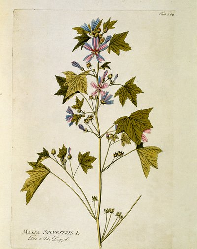 植物学："大紫"（Malva sylvestris） 图版绘制自Joseph Jacobi Plenck（1735-1807）的《Medicinalium secundum Linnaei digestarum》 1788-1803 私人收藏 作者 奥地利学派