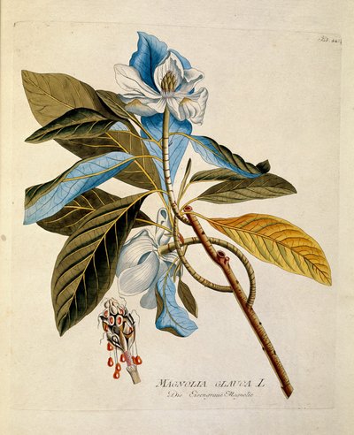 植物学："木兰花" 图版取自Joseph Jacobi Plenck（1735-1807）的《Medicinalium secundum Linnaei digestarum》，1788-1803 私人收藏 作者 奥地利学派
