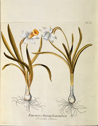 植物学："黄色水仙或喇叭花"（Narcissus pseudonarcissus） 插图取自 Joseph Jacobi Plenck（1735-1807 年）的《Medicinalium secundum Linnaei digestarum》 1788-1803 年 私人收藏 作者 奥地利学派