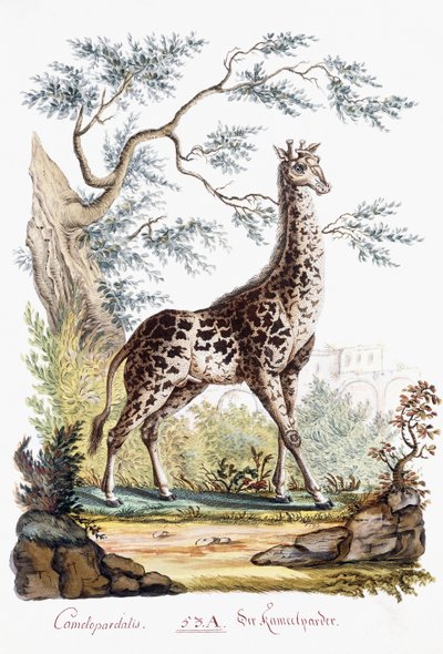 长颈鹿，1794年 作者 奥地利学派