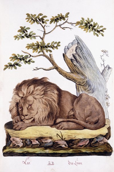 狮子，1794年 作者 奥地利学派