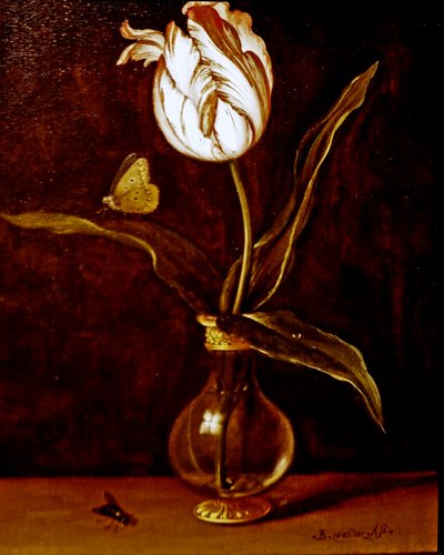 花瓶中的一朵郁金香 作者 Balthasar van der Ast
