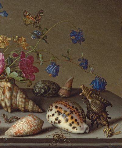 在石架上的花朵，贝壳和昆虫 作者 Balthasar van der Ast
