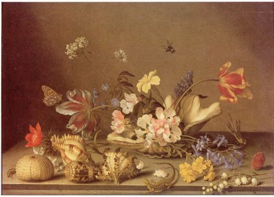 花与贝壳的静物 作者 Balthasar van der Ast