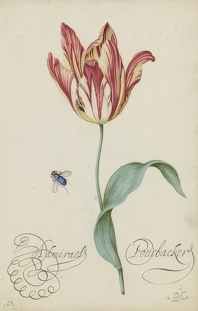 研究郁金香和苍蝇。 1620-29 作者 Balthasar van der Ast