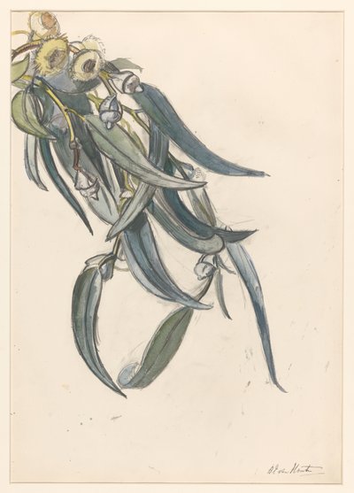 桉树花枝 作者 芭芭拉·伊丽莎白·范·豪顿