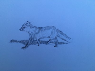 Fox, 2018 作者 芭芭拉·霍格维根（Barbara Hoogeweegen）